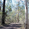 Eucalypt Forest, Daisy Hill State Forest