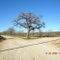 Crossroads Tree