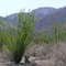 Ocotillo in Bloom, Anza Borrego, March 2004