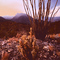 Borrego Desert Winter-Ca