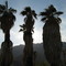 Borrego Springs Palm Canyon