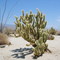 Anza Borrego Desert State Park