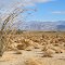 Anza-Borrego Morning