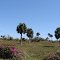 PALMAS CANAS EN SABANA PINAREÑA.