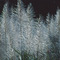Sugar cane