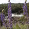 American River Lupin, Coloma