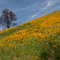 Oak and Poppies, Mt. Murphy