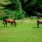Mama And Baby Horse Near Garden Valley, Ca