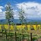 Vineyard