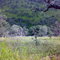 Sierra madre Occidental, entre Mesa del Campanero, Sonora y Bermudez, Chihuahua.