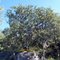 Quercus oblongifolia, cerca de Yécora