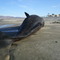 Stranded 50Ft Sperm Wale Feb 2009