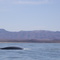 Whale's Swimming By