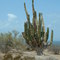 Cactus en Camino a Punta Chueca, Bahía Kino