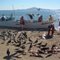 Heads and tails for the birds