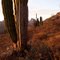 Mexican Sonoran Desert