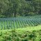 Blue agave plantation and pine woodland near San Sebastián del Oeste