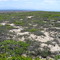 Coastal vegetation
