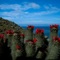 CedrosOutdoorAdventures. Flowering cactus on Natividad Island. This island is part of El Vizcaino biosphere reserve.