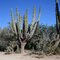 Desert vegetation of Baja California Sur