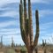 Pachycereus