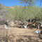 CAMPAMENTO EN EL AGUAJITO