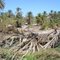 After hurricane Jimena IX-09