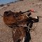 Dead cattle