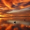 Pelicans at sunrise