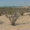 Foggy Sarcocaulescent Scrubland