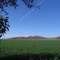 Valle de Ojos Negros, campo de alfalfa (Medicago sativa)
