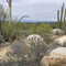 Typical Baja Desert Cactus