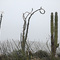 Boojum and Cardon cacti