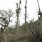 coastal fog allows spanish moss to grow in the desert