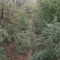 old tracks running through the bamboo