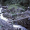 Cane Bridge  - Pindiu area 1969