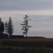 Favorite Tree in the World