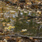 Maple Reflections