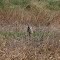 Coyote, Cedar Creek Conservation Area, Anoka County, Minnesota