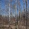 Aspens Against the Sky, Cedar Creek Conservation Area, Anoka County, Minnesota