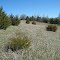 Small Cedar Tree, Cedar Creek Conservation Area, Anoka County, Minnesota