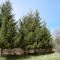 Line of Spruces, Cedar Creek Conservation Area, Oak Grove, Minnesota