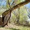 Bent Tree I (© PJay), Cedar Creek Conservation Area, Oak Grove, Minnesota