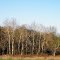 Aspens in Early Spring, Cedar Creek Conservation Area, Oak Grove, Minnesota
