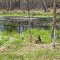 Spring Pond, Cedar Creek Nature Area, Oak Grove, Minnesota