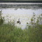 Canadian goose on pond