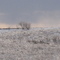 amor frosty fields