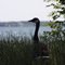 Goose on Ottertail