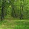 Wooded Trail, Mille Lacs Kathio State Park, Onamia, Minnesota