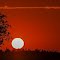 Safari sunset